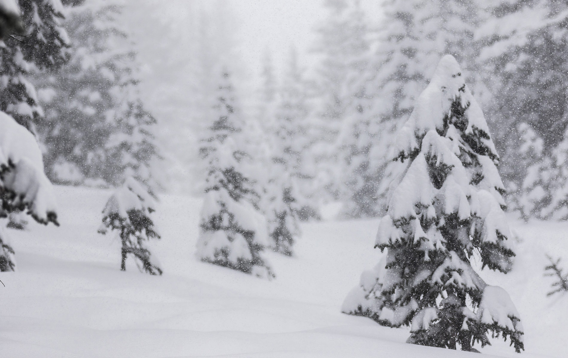 VC6A0905 We were unsure of specific totals when it came to snow amounts, but all you had to do was look at the trees for measurements.